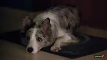 Умна постелка изпраща сигнал когато на кучето му липсва стопанинът
