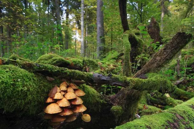  Наказателна процедура срещу Полша заради сеч в една от най-древните гори в Европа