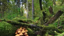  Наказателна процедура срещу Полша заради сеч в една от най-древните гори в Европа