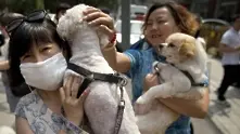 Милиони се обявиха против фестивал на кучешкото месо в Китай