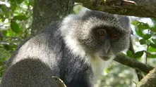Маймуна спря тока на цяла Кения