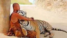 Отнемат тигрите на прочутия манастир на тигрите в Тайланд