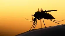 Кого предпочитат да хапят комарите?