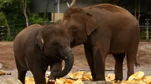 За слоновете и бабите