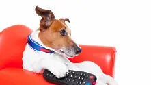Какво вижда кучето когато гледа телевизия?
