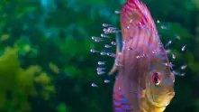 Най-екзотичните рибки, които може да отгледате в аквариум