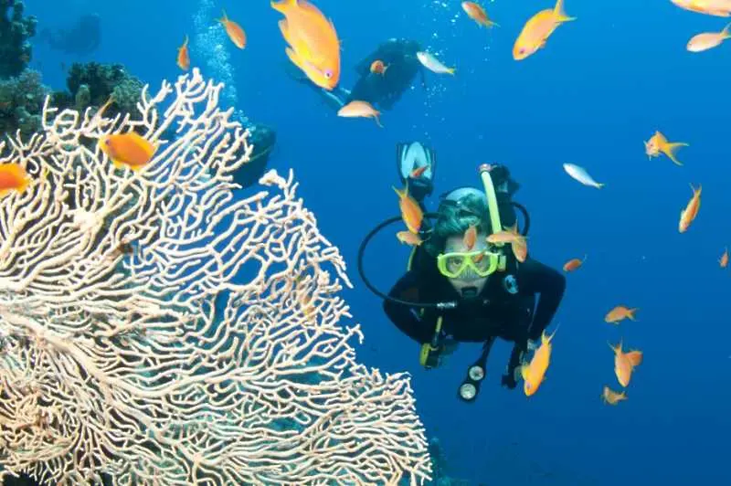 15 великолепни снимки от Големия бариерен риф