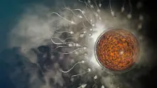 Учени: Създаването на бебета без яйцеклетки може да стане възможно