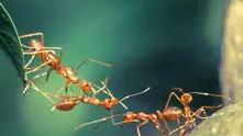За мравките няма невъзможни неща