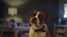 Кучето Бъстър е звездата в коледната реклама на John Lewis (видео)