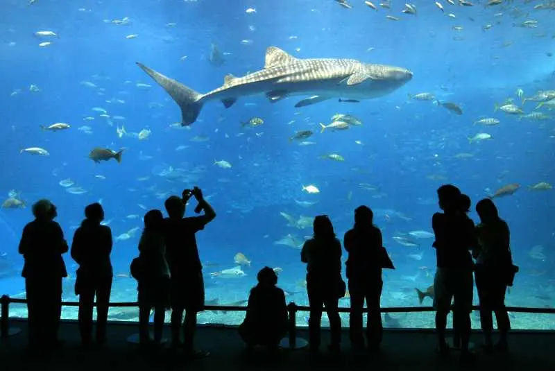 Най-големият аквариум на Южна Америка отвори врати в Рио