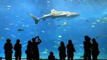 Най-големият аквариум на Южна Америка отвори врати в Рио