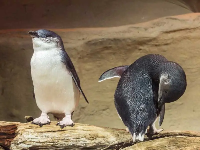 Подлез за пингвини направиха в Нова Зеландия