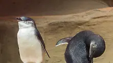 Подлез за пингвини направиха в Нова Зеландия