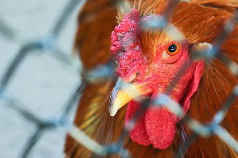 Южна Корея обяви най-високо ниво на тревога заради епидемия от птичи грип