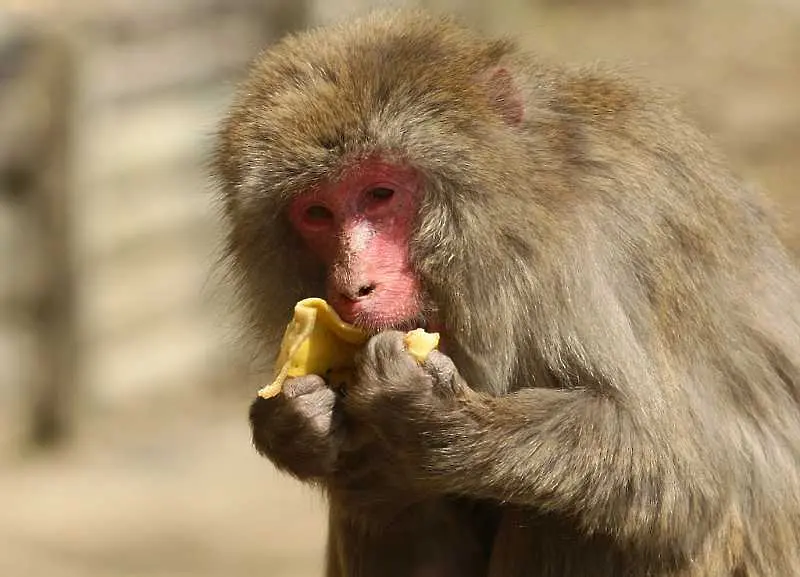 Експеримент с 5 маймуни или как стадното поведение ни пречи