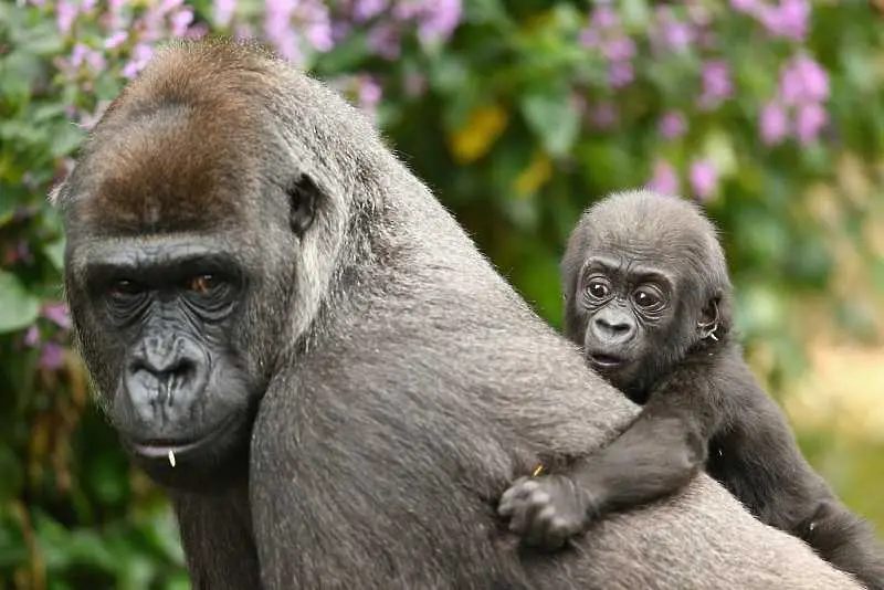 Почина Коло, най-възрастната горила в света