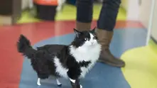 Пух - първата “бионик” котка в България