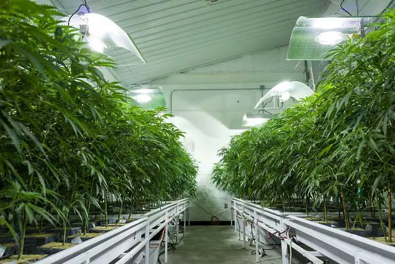 Холандия обсъжда легалното отглеждане на марихуана