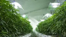 Холандия обсъжда легалното отглеждане на марихуана