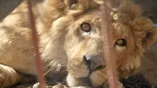 Животни в размирна зона: Спасяват обитателите на зоопарка в Мосул