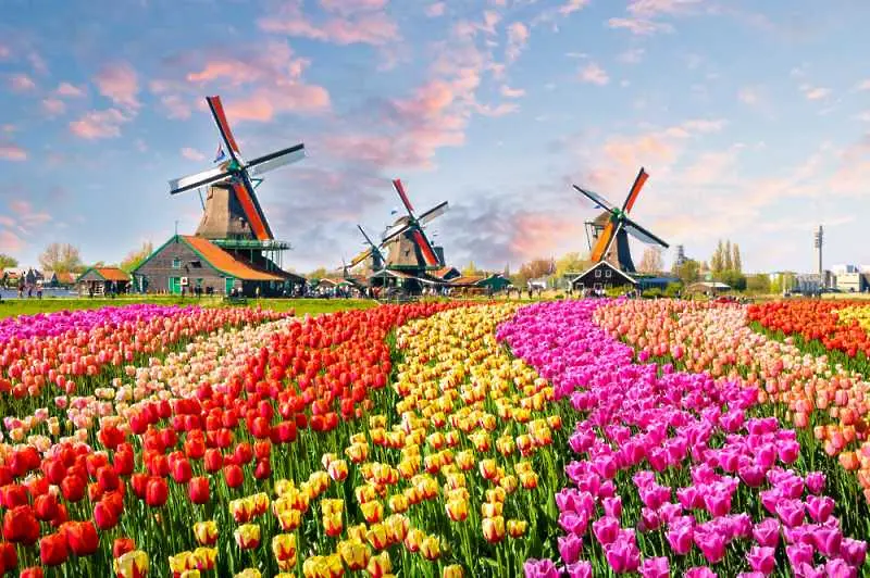 15 вълшебни снимки на полетата с лалета в Холандия