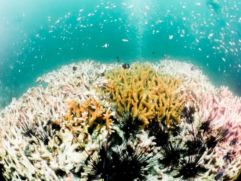 Климатичните промени увредиха 2/3 от Големия бариерен риф 