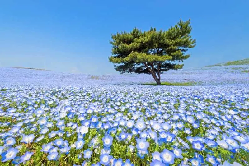 Почувствайте синята магия на японския крайморски парк Хитачи