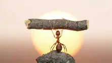 Фантастичният свят на мравките (фотогалерия)