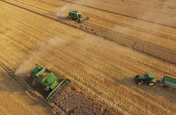 Над 5 милиона тона се очаква да е реколтата от пшеница