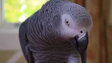 Говорещ папагал стана свидетел на убийство в САЩ