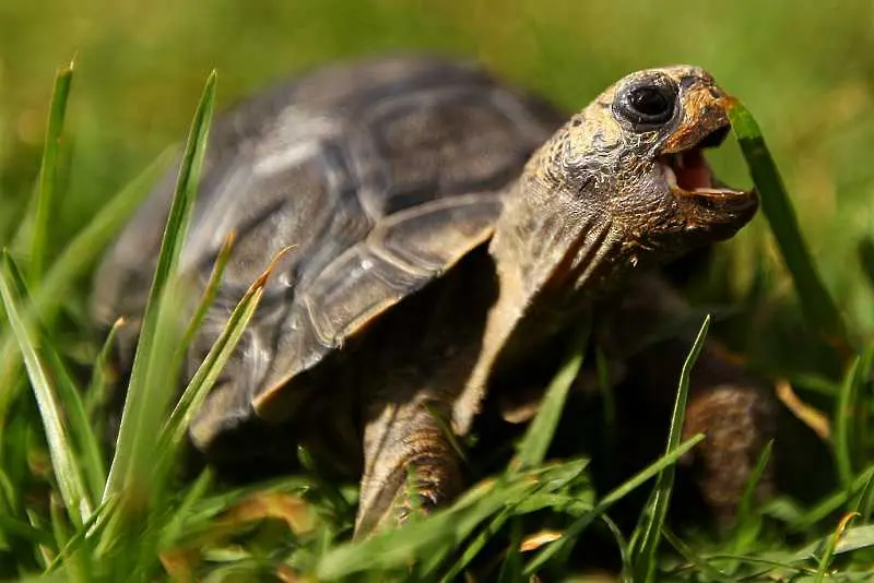 Любопитни факти за костенурката