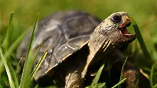 Любопитни факти за костенурката