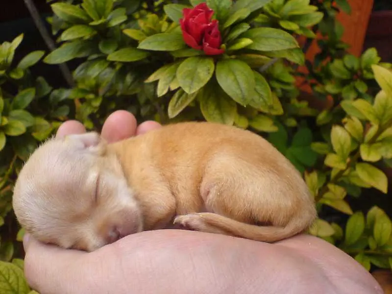 10 от най-малките породи кучета