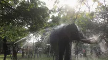 Шри Ланка: Военни спасиха 2 слона, отнесени в открито море