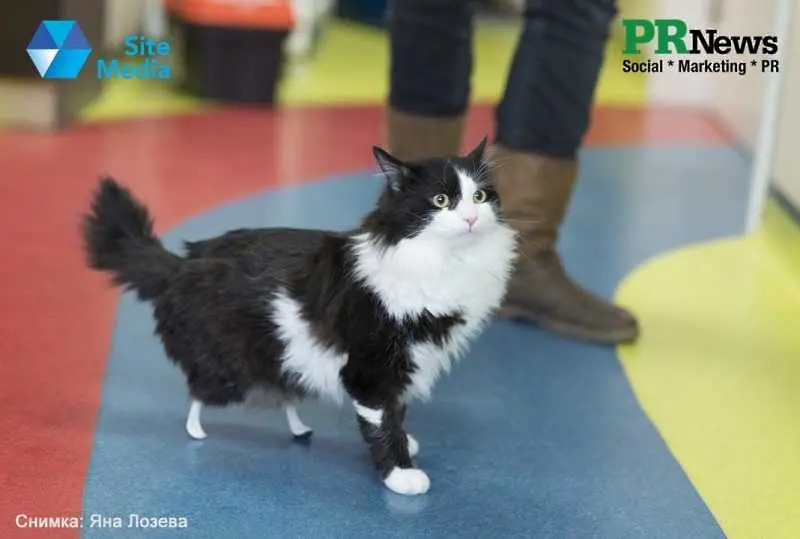 Престижна номинация за кампанията за Пух - първата бионик котка