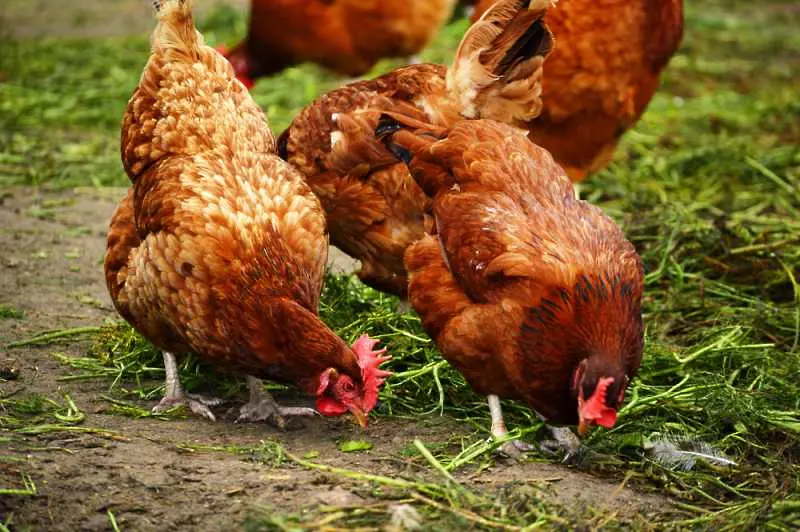 Взимат превантивни мерки срещу замърсяване на птицефермите с фипронил
