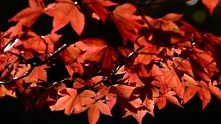 Топлите багри на есента (фотогалерия)