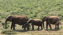 Дивите слонове са се научили как да избягват бракониерите