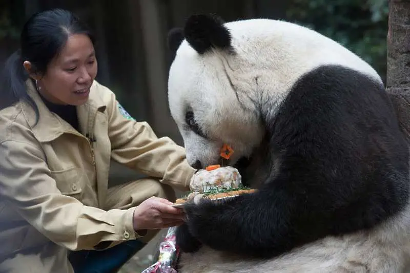 Почина Баси, най-старата панда в света
