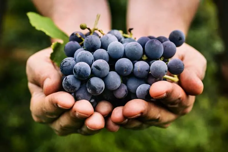 ЕС се готви за най-слабата реколта от грозде от близо 40 години