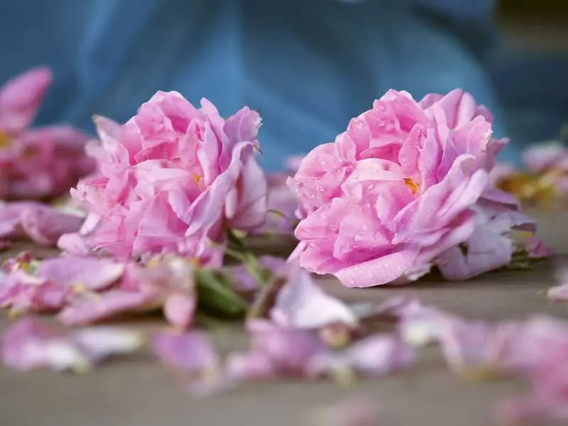 Китай забрани продуктите с българска роза