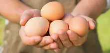 Nestlе ще използва само яйца от свободни кокошки 