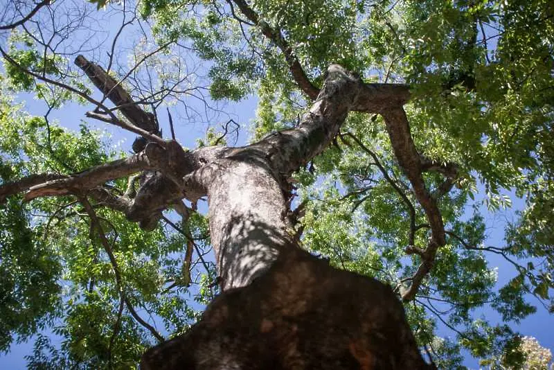 100-годишно дърво рухна върху хотел в Хисаря