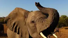 САЩ: Тръмп даде заден ход за вноса на трофеи от убити слонове
