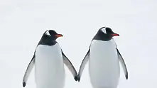 Защо не замръзват крачетата на пингвините?