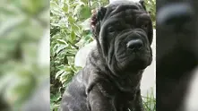 Още е бебе, но е най-голямото куче в света (Видео)