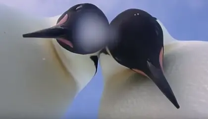 Два императорски пингвина си направиха видео