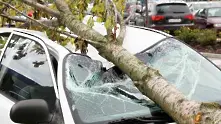 Над 50 сигнала за паднали клони и дървета в столицата