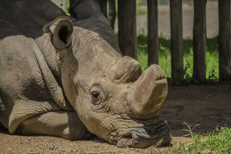 Светът згуби последния си мъжки северен бял носорог